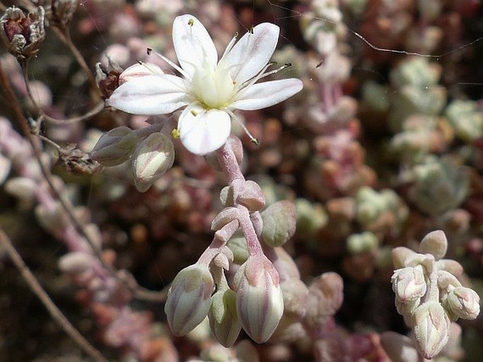 Sedum brevifolium