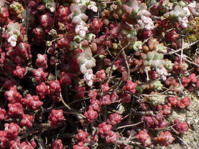 Sedum brevifolium