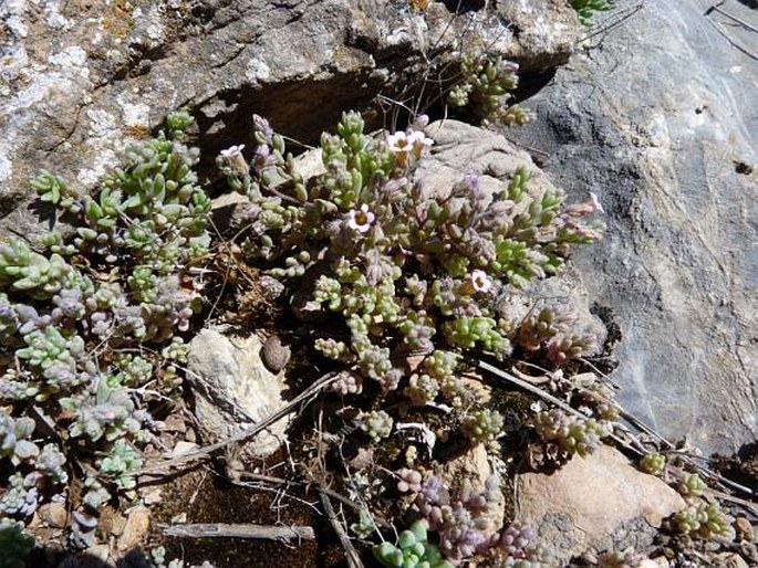 Sedum mucizonia