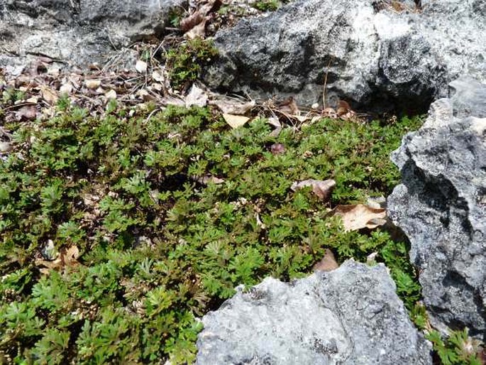 Selaginella helicoclada