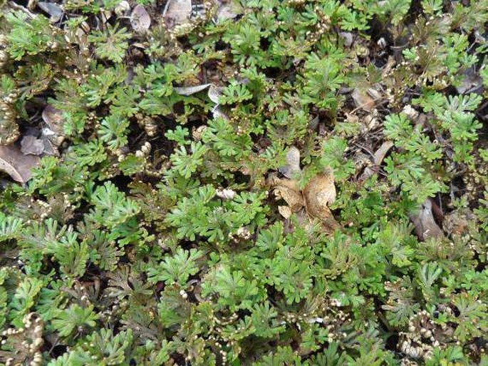 Selaginella helicoclada