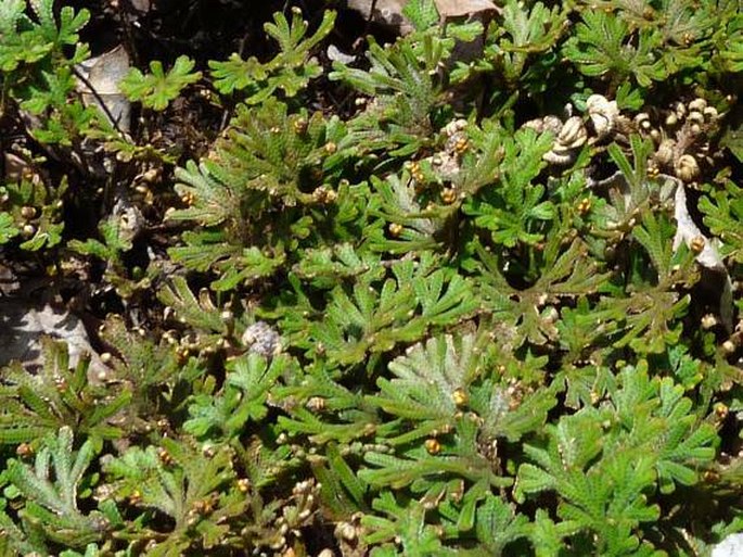 Selaginella helicoclada