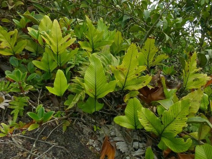 Selliguea triloba