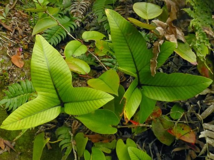 Selliguea triloba