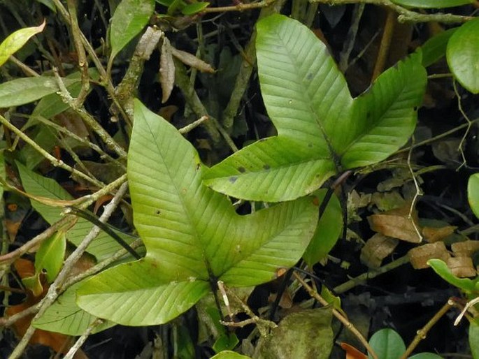 SELLIGUEA TRILOBA (Houtt.) ex M. G. Price