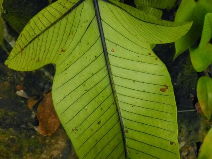 Selliguea triloba