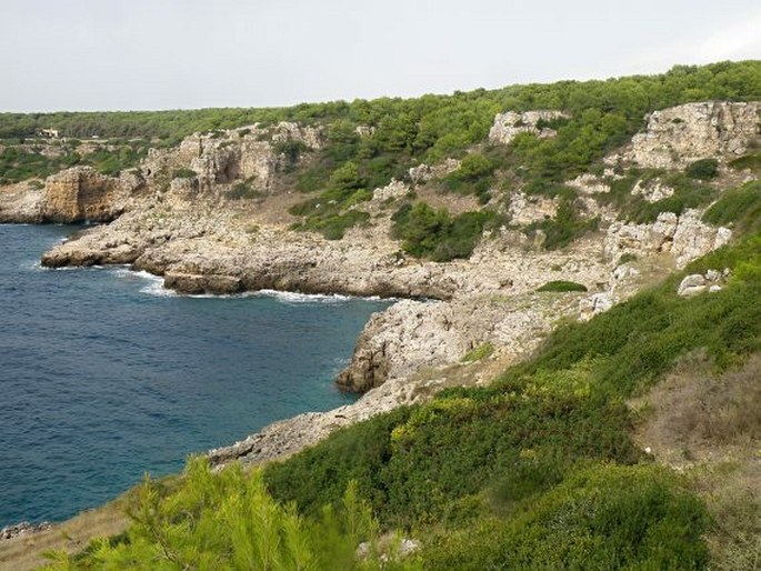 Parco naturale regionale di Porto Selvaggio e Palude del Capitano