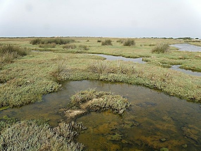 Parco naturale regionale di Porto Selvaggio e Palude del Capitano