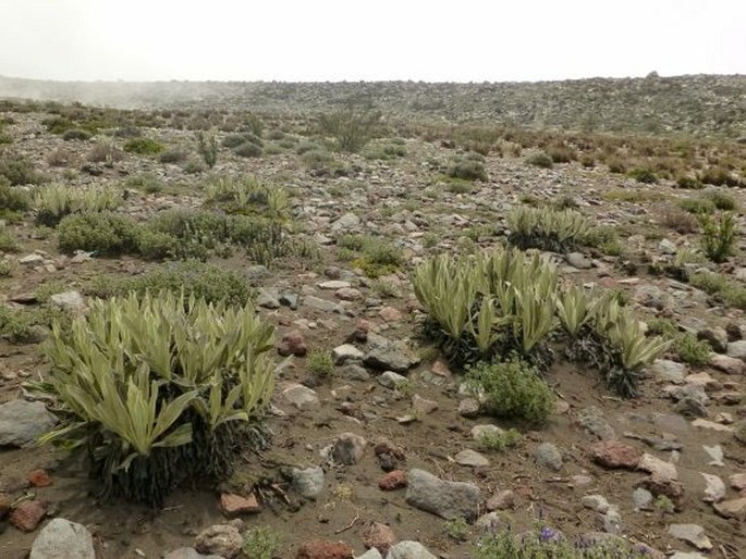 Senecio canescens