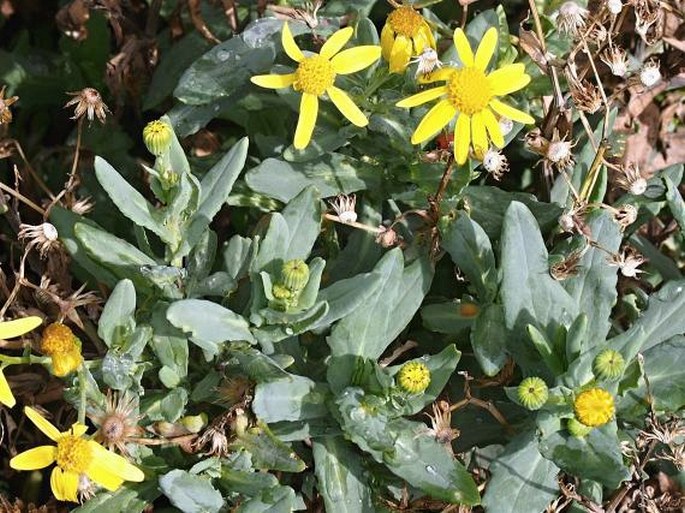 Senecio aethnensis