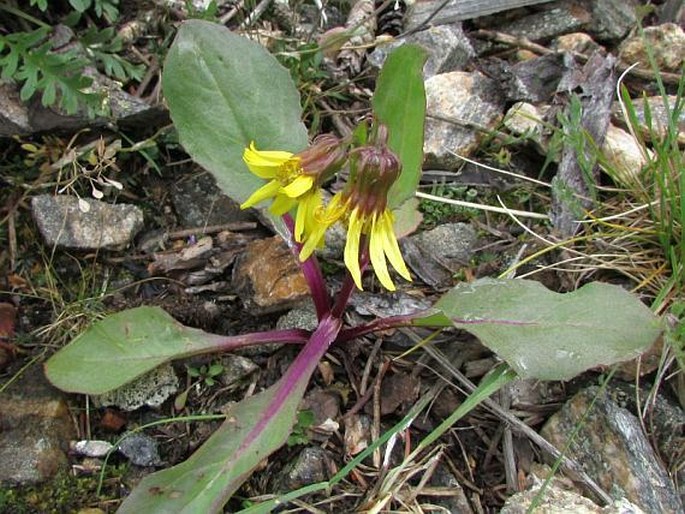 Senecio amplectens