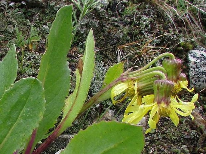 Senecio amplectens