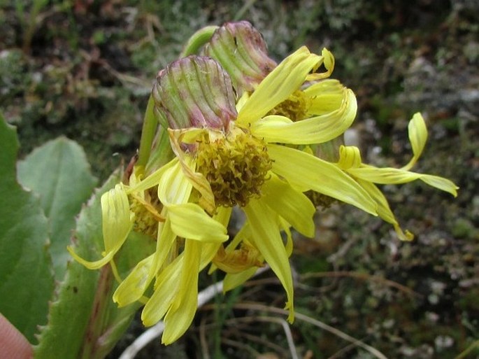 Senecio amplectens