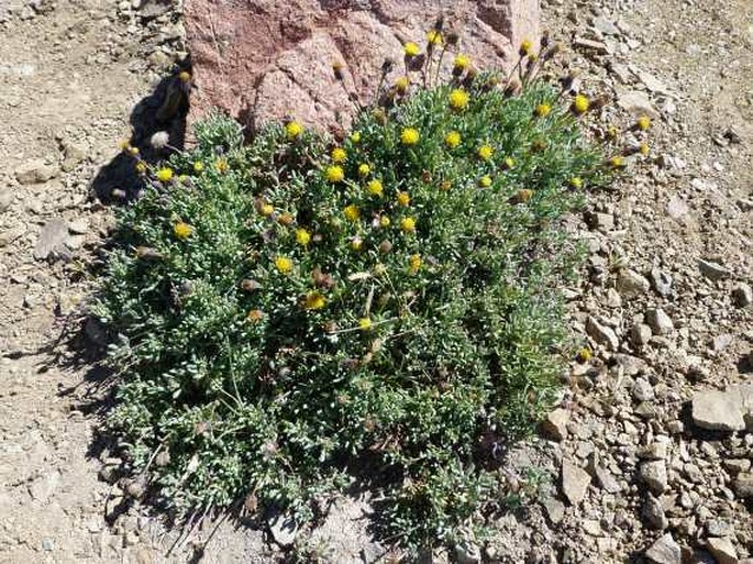 Senecio bipontinii