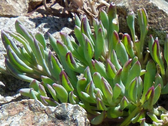 Senecio bipontinii