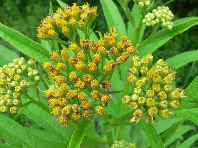 SENECIO CANNABIFOLIUS Less. – starček