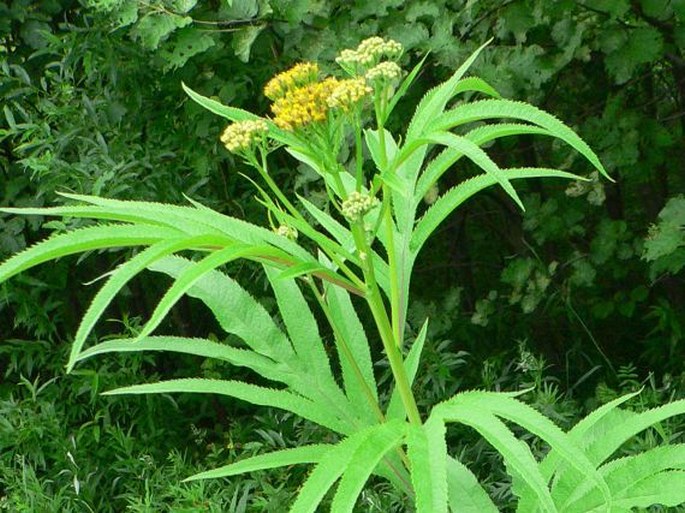 Senecio cannabifolius