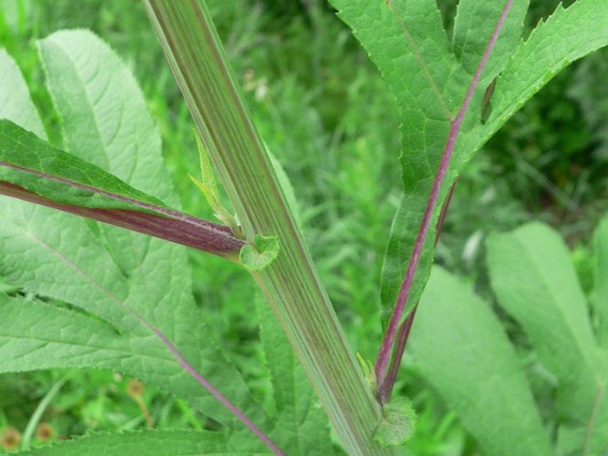 Senecio cannabifolius