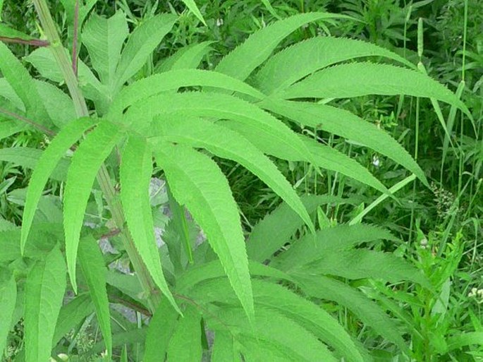 Senecio cannabifolius