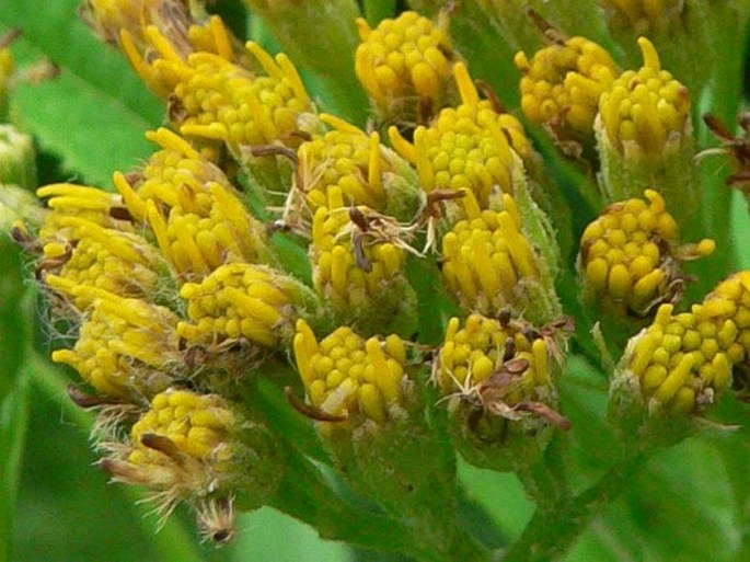 Senecio cannabifolius