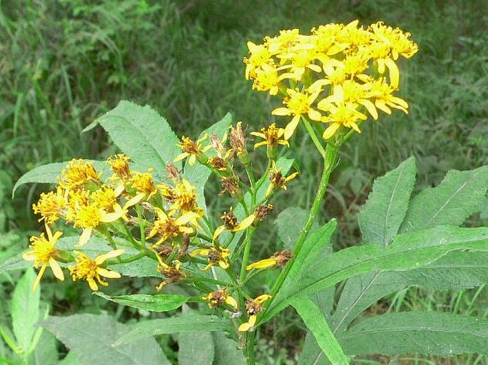 Senecio cannabifolius