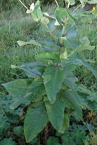 Senecio ochrocarpus