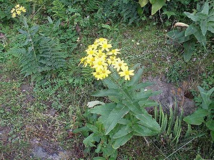 Senecio ochrocarpus