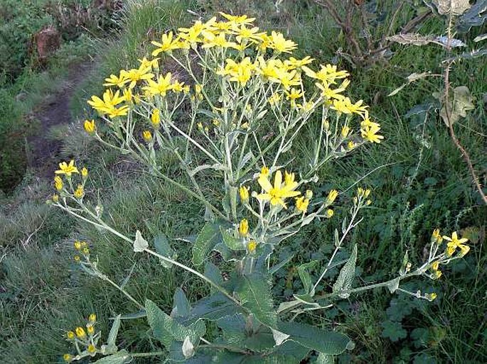 Senecio ochrocarpus