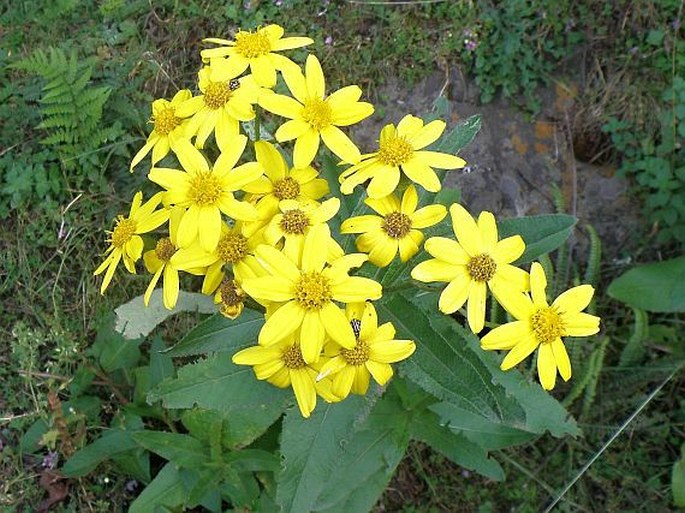 Senecio ochrocarpus