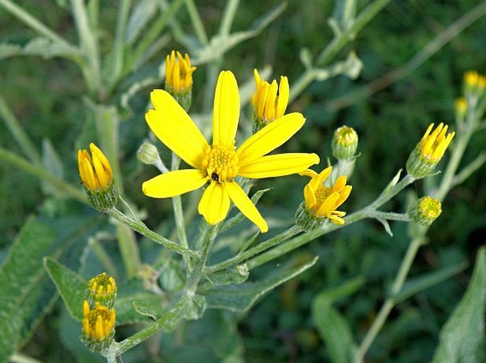 Senecio ochrocarpus