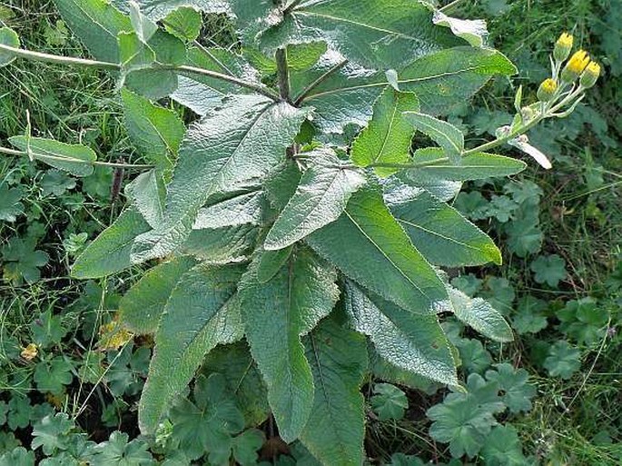 Senecio ochrocarpus