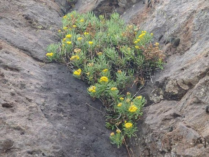 SENECIO PALMENSIS (Nees) C. Sm. ex Link - starček