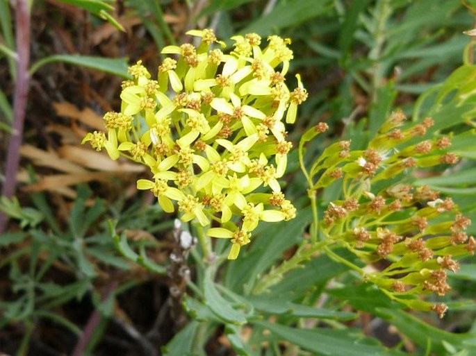 Senecio palmensis