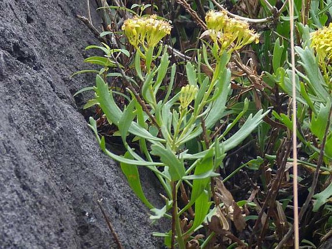 Senecio palmensis