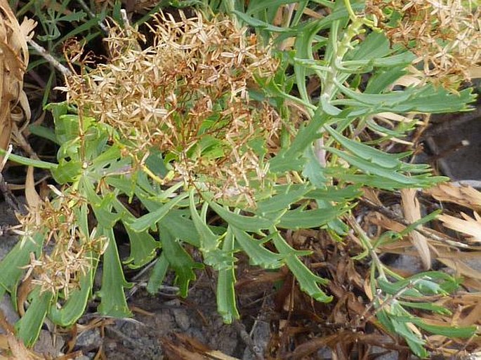 Senecio palmensis