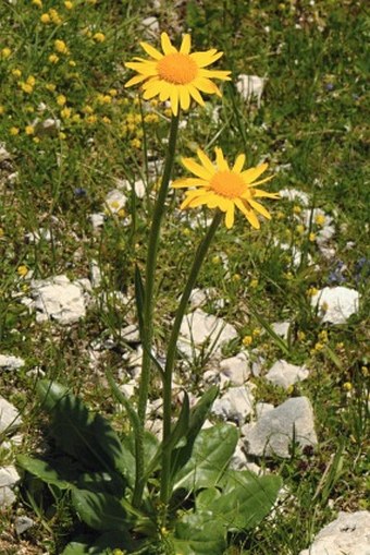 Senecio provincialis