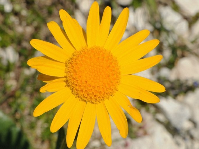 SENECIO PROVINCIALIS (L.) Druce - starček