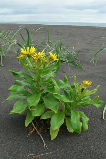 Senecio pseudoarnica