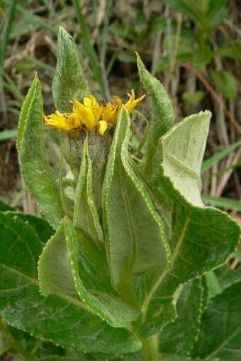 Senecio pseudoarnica