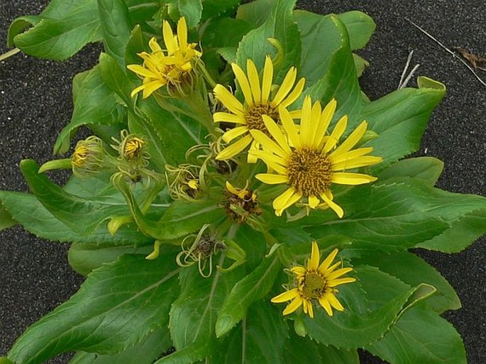 SENECIO PSEUDOARNICA Less. - starček