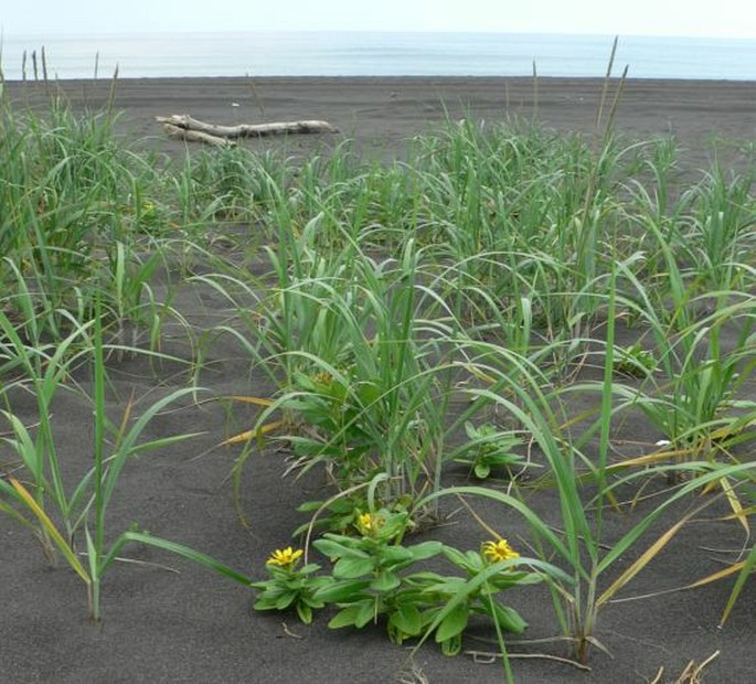 Senecio pseudoarnica