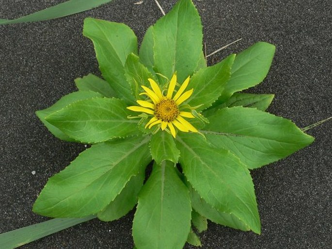 Senecio pseudoarnica