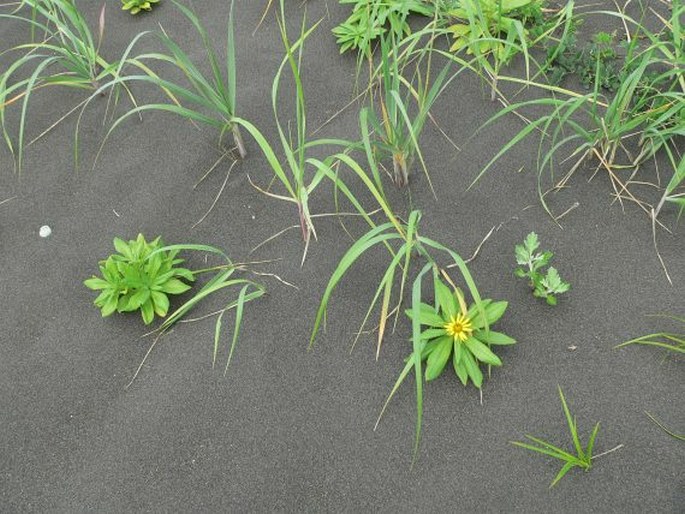 Senecio pseudoarnica