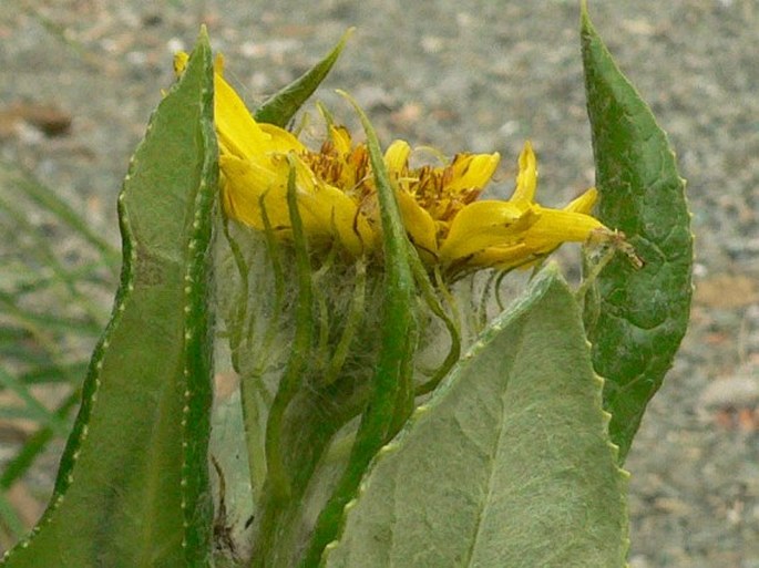 Senecio pseudoarnica