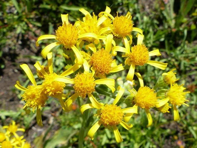 SENECIO SCORZONELLA Greene - starček