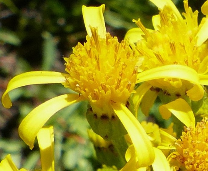 Senecio scorzonella