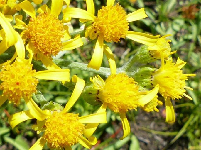 Senecio scorzonella