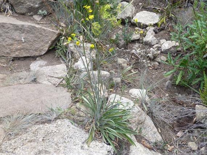 Senecio emirnensis