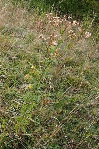 Senecio erucifolius