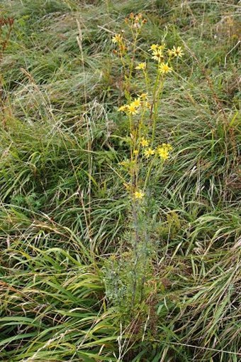 Senecio erucifolius